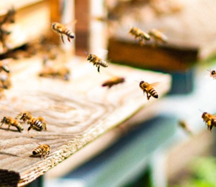 Famille Michaud Apiculteurs