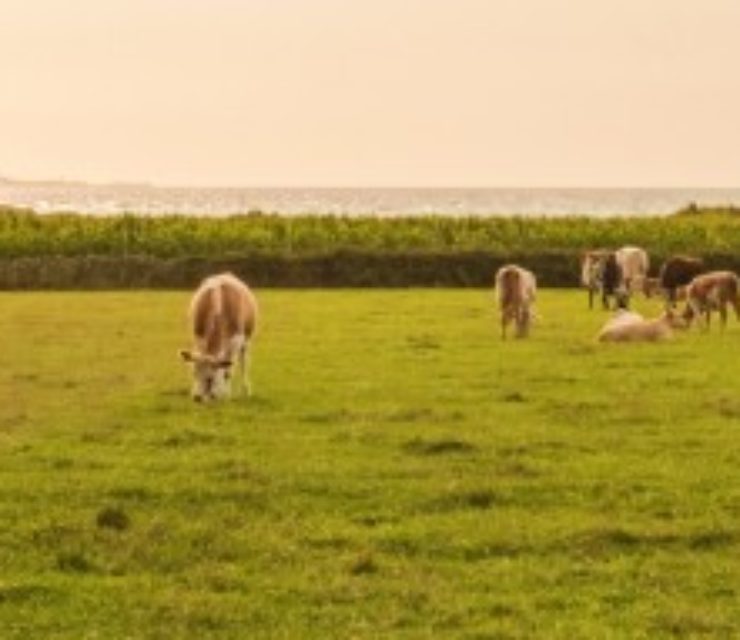 Les Maîtres Laitiers du Cotentin