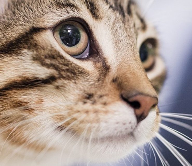 MSD Santé Animale France