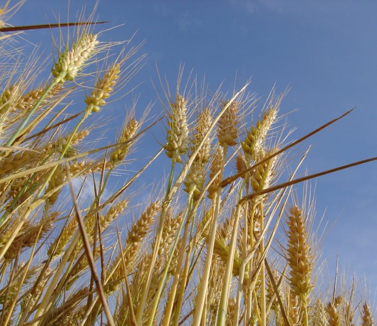 Anjou Maine Céréales