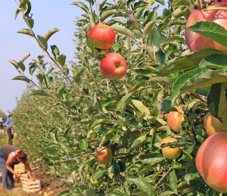 Interfel – Association interprofessionnelle des fruits et légumes frais